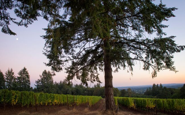 Evening light over Rain Dance vineyards
